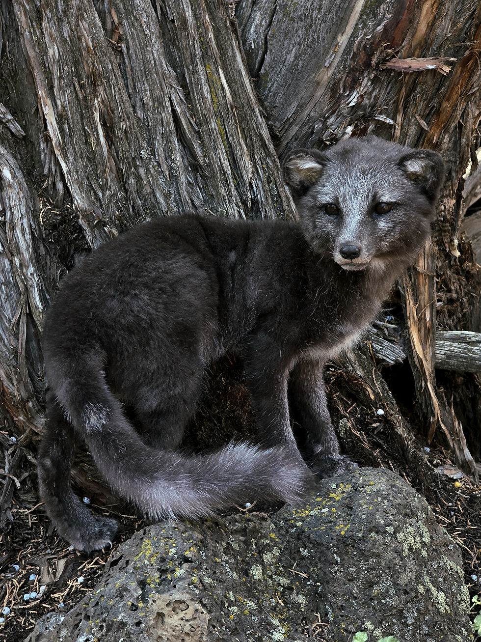Thumbnail: Blue fox pup softmount 