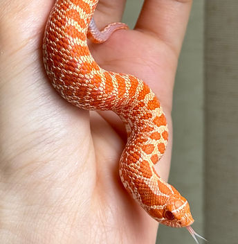 Albino.jpg