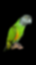 Senegal Parrot