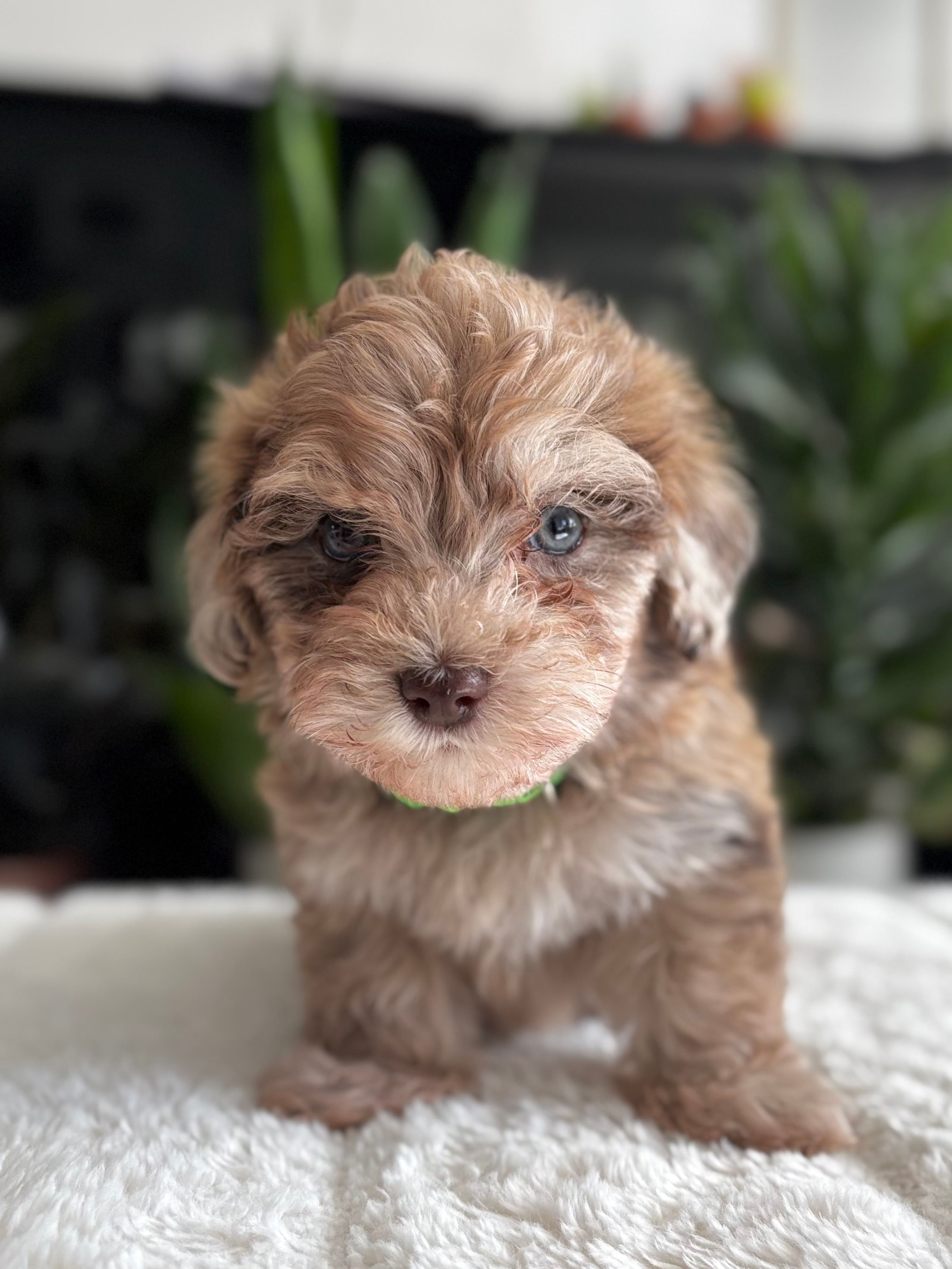 Cosmo - Male