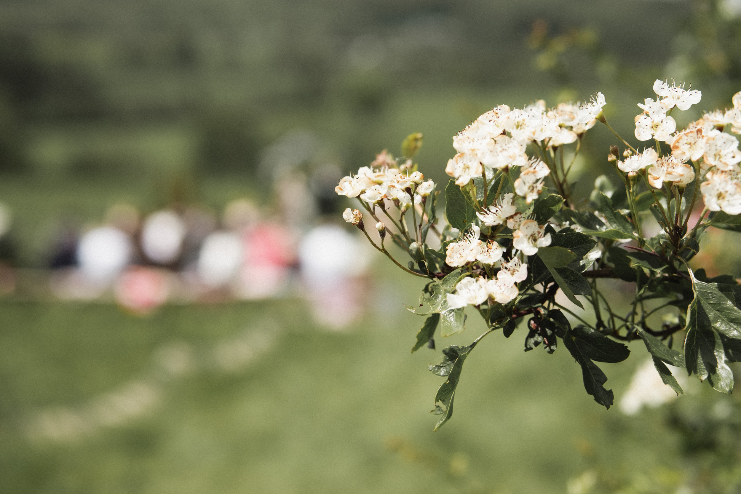 Detailed wedding photo of outside flowers