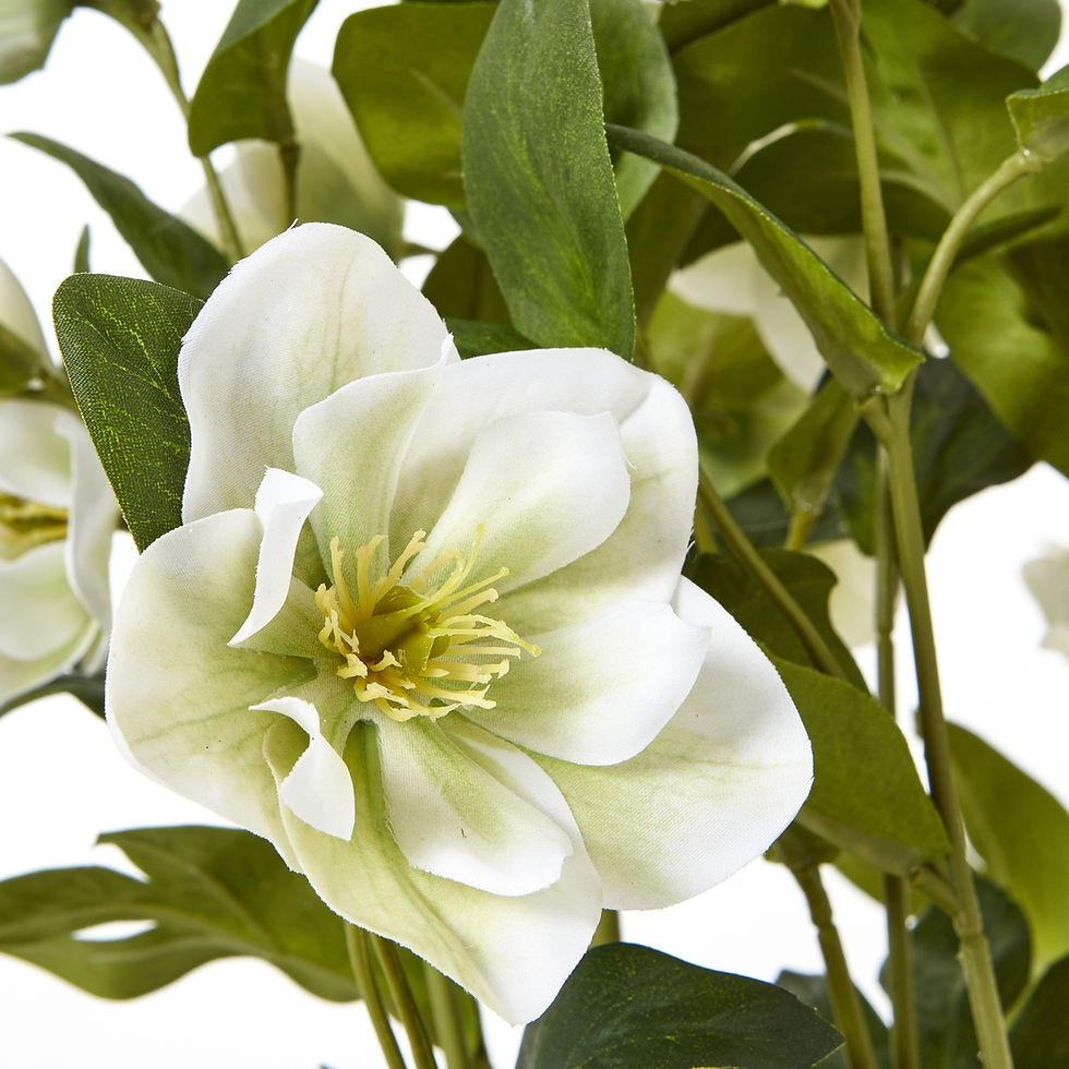 Thumbnail: White Hellebore Plant In Grey Pot