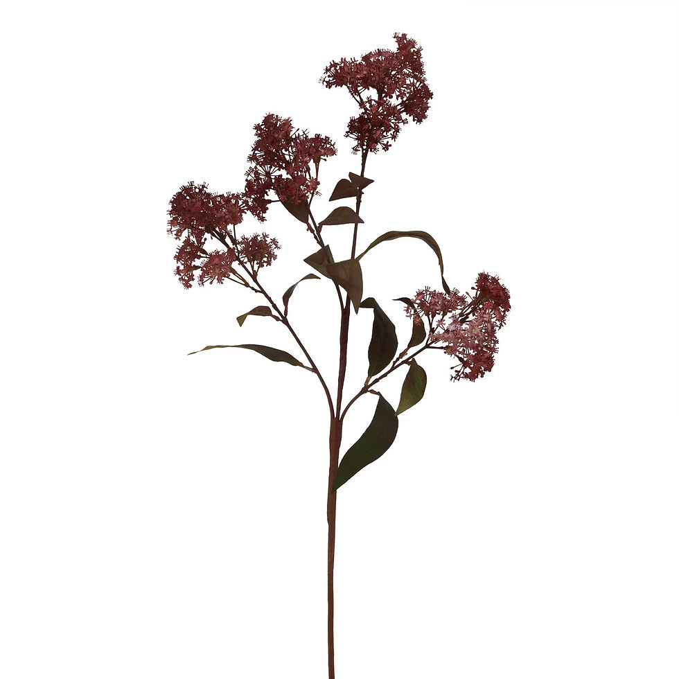 Thumbnail: Medium Burgundy Smokebush Stem
