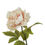 Thumbnail: The Natural Garden Collection Blush Peony