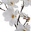 Thumbnail: The Natural Garden Collection White Magnolia Stem