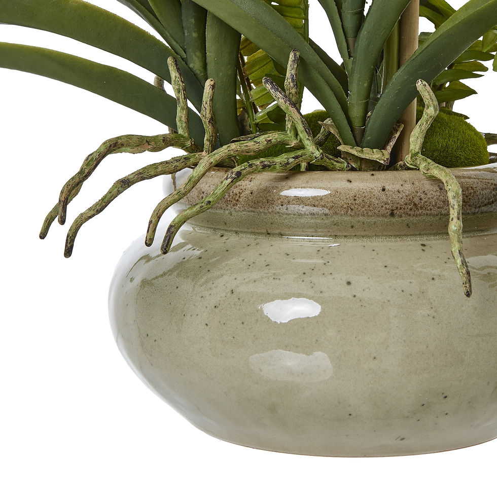Thumbnail: White Vanda Orchid Plant In Ceramic Pot