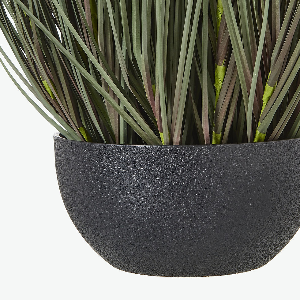 Thumbnail: Large Fountain Grass Plant In Pot