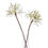 Thumbnail: The Natural Garden Collection White Nerine Lily Stem
