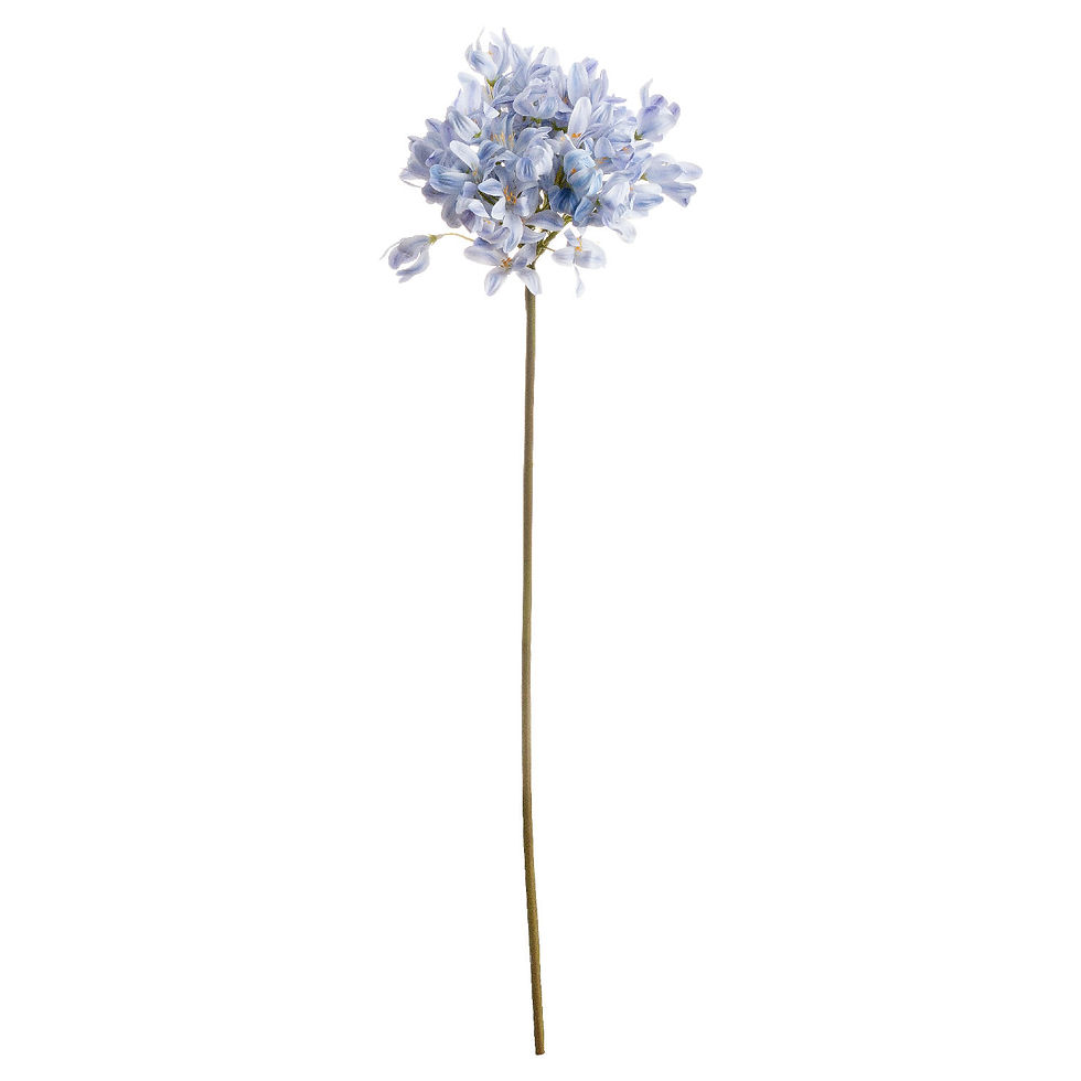 Thumbnail: Light Blue Large Headed Agapanthus