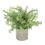 Thumbnail: Rosemary Plant In Stone Effect Pot