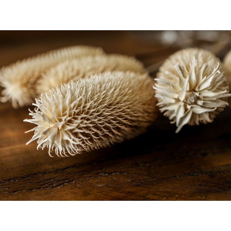 Thumbnail: Bouquet Of Dried Tall Thistle