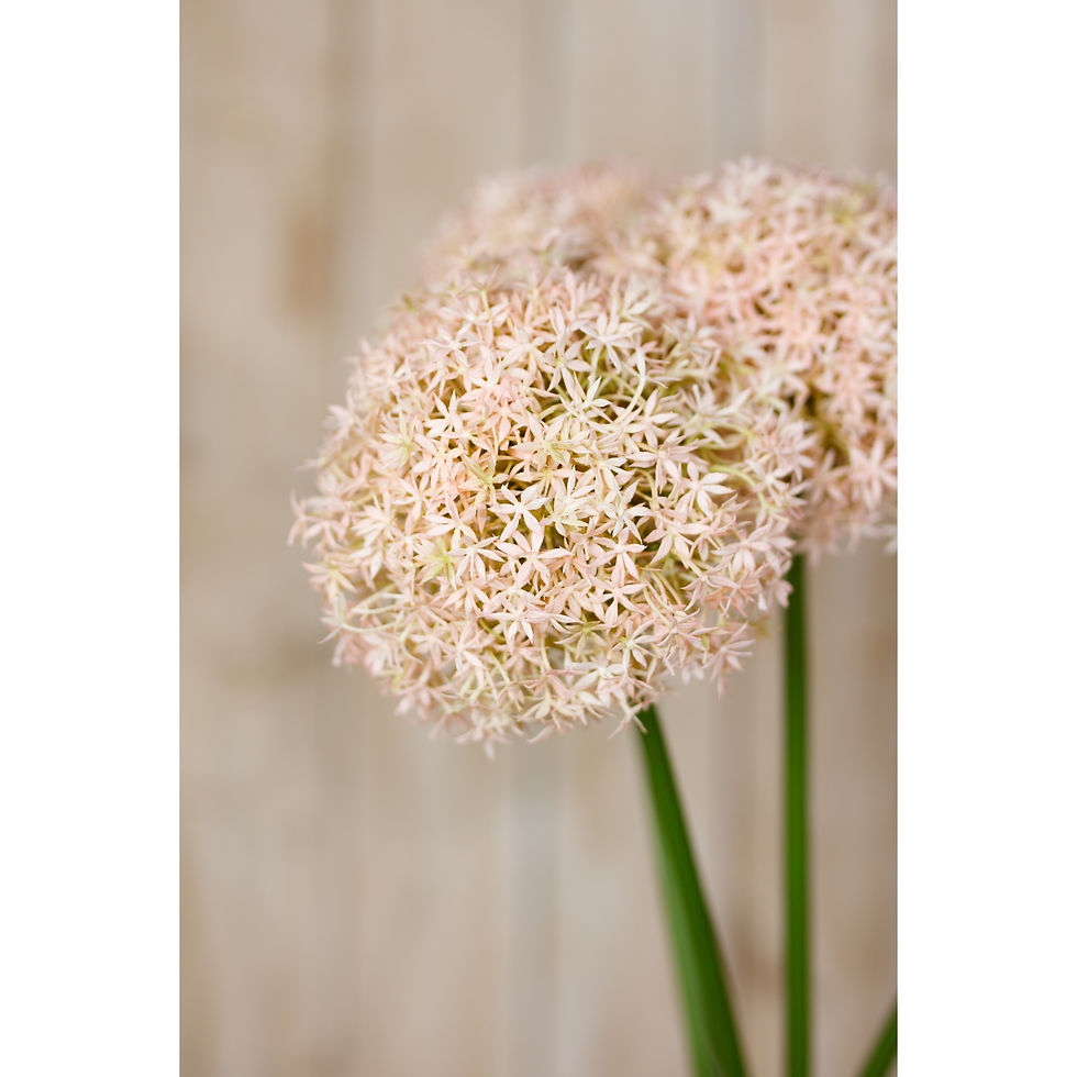 Thumbnail: Pink Medium Allium Stem