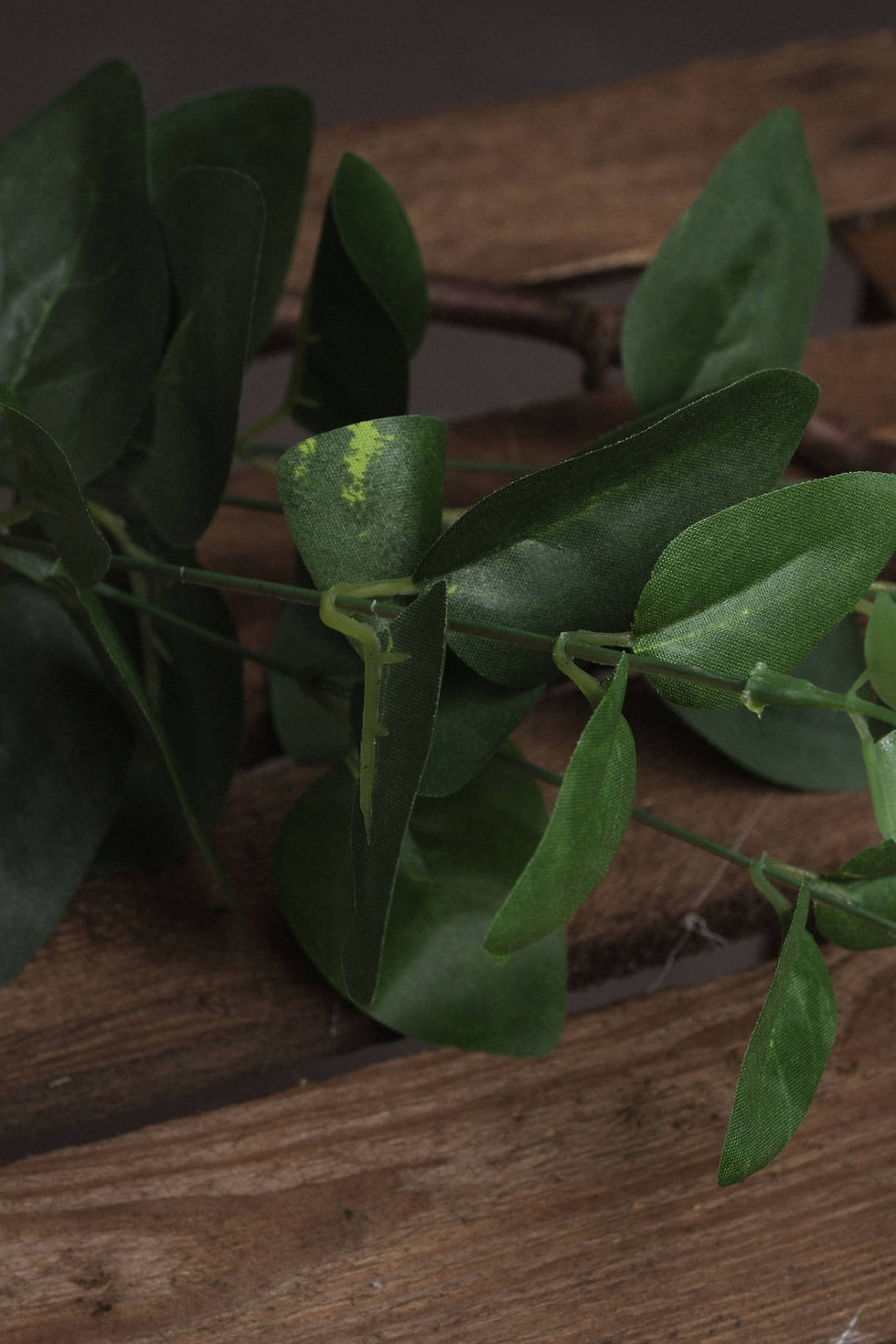 Thumbnail: Cineraria Eucalyptus Spray