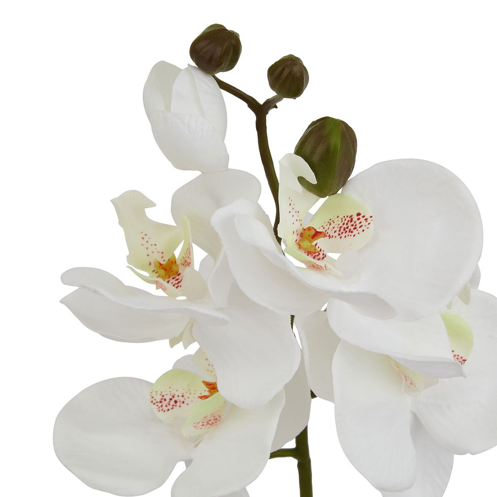 Thumbnail: White Butterfly Orchid Stem
