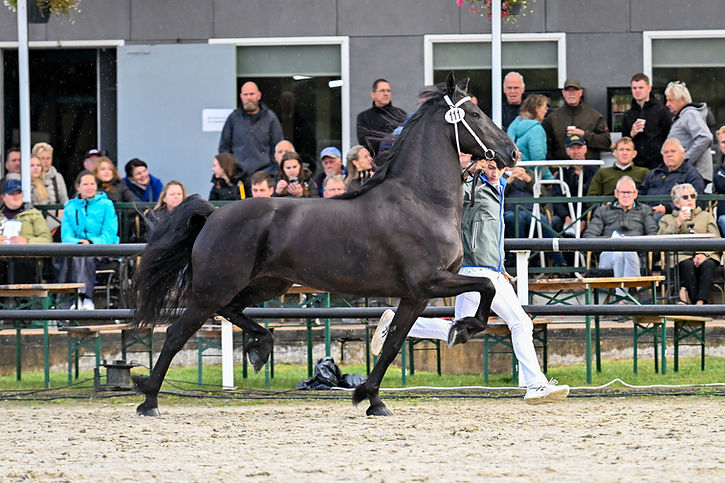 Vorstin A. van de Heemstede (Teun 505 x Jehannes 484)-8895-20250912.jpg