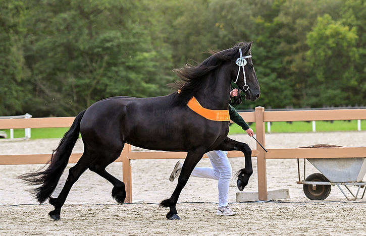 Vorstin A. van de Heemstede (Teun 505 x Jehannes 484)-8622--20250913.jpg