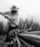 destilados.del.desierto2.jpg