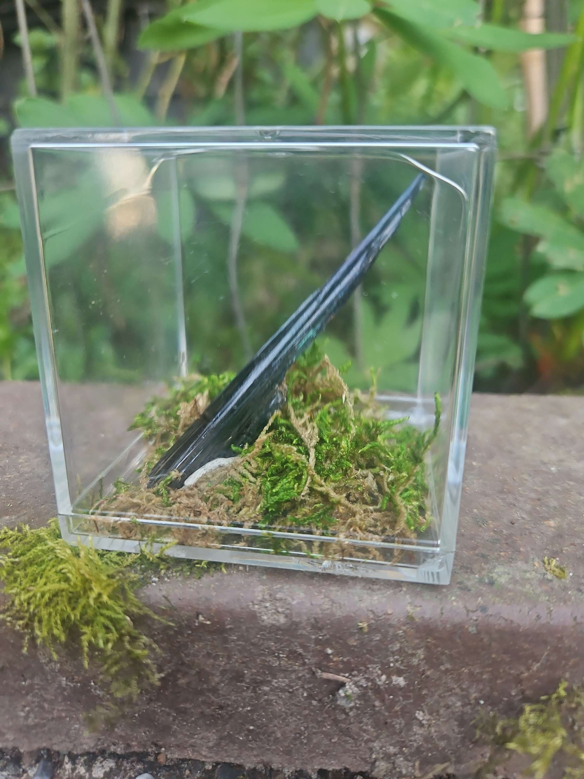Vivianite specimen in a glass display case with moss