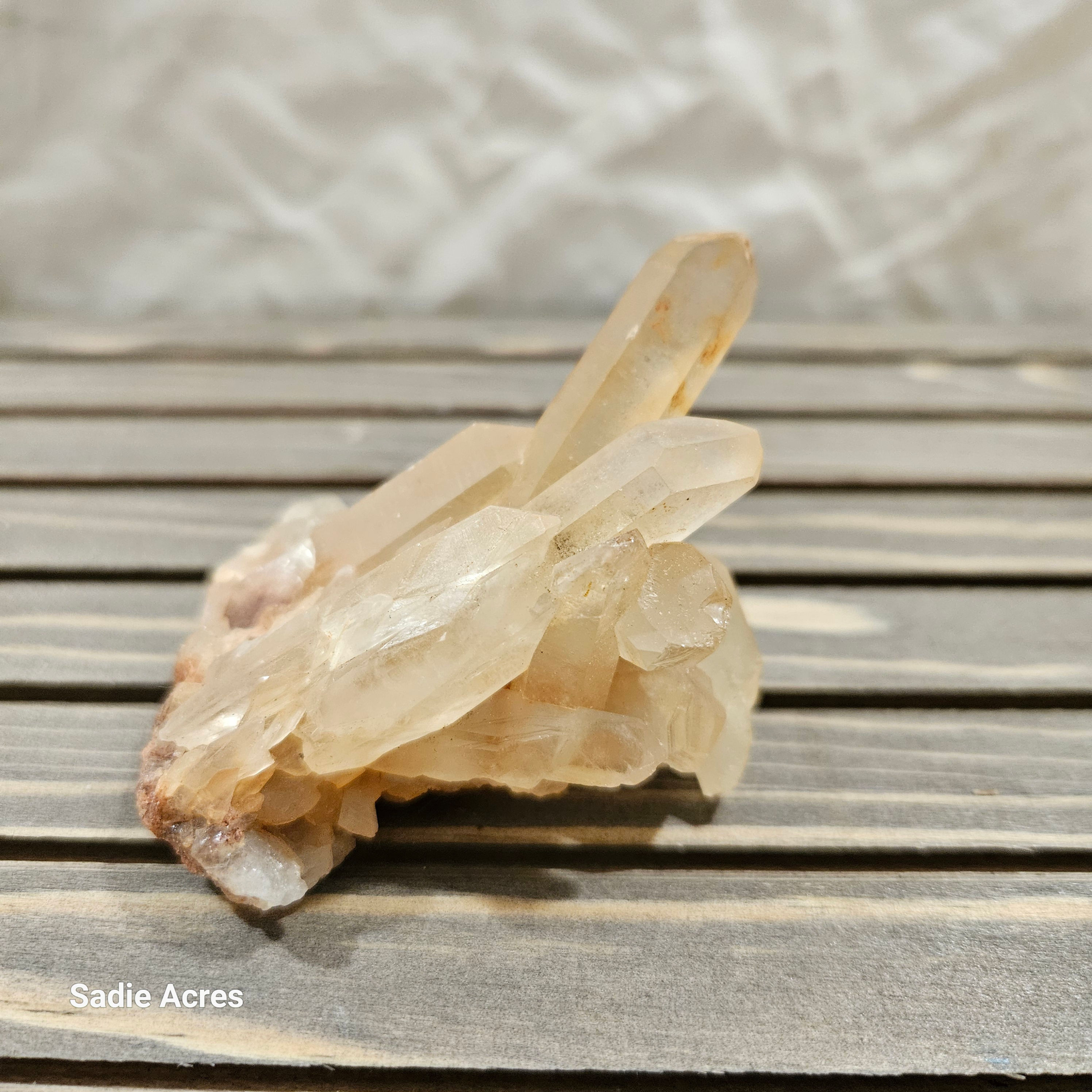 Golden Healer Specimen