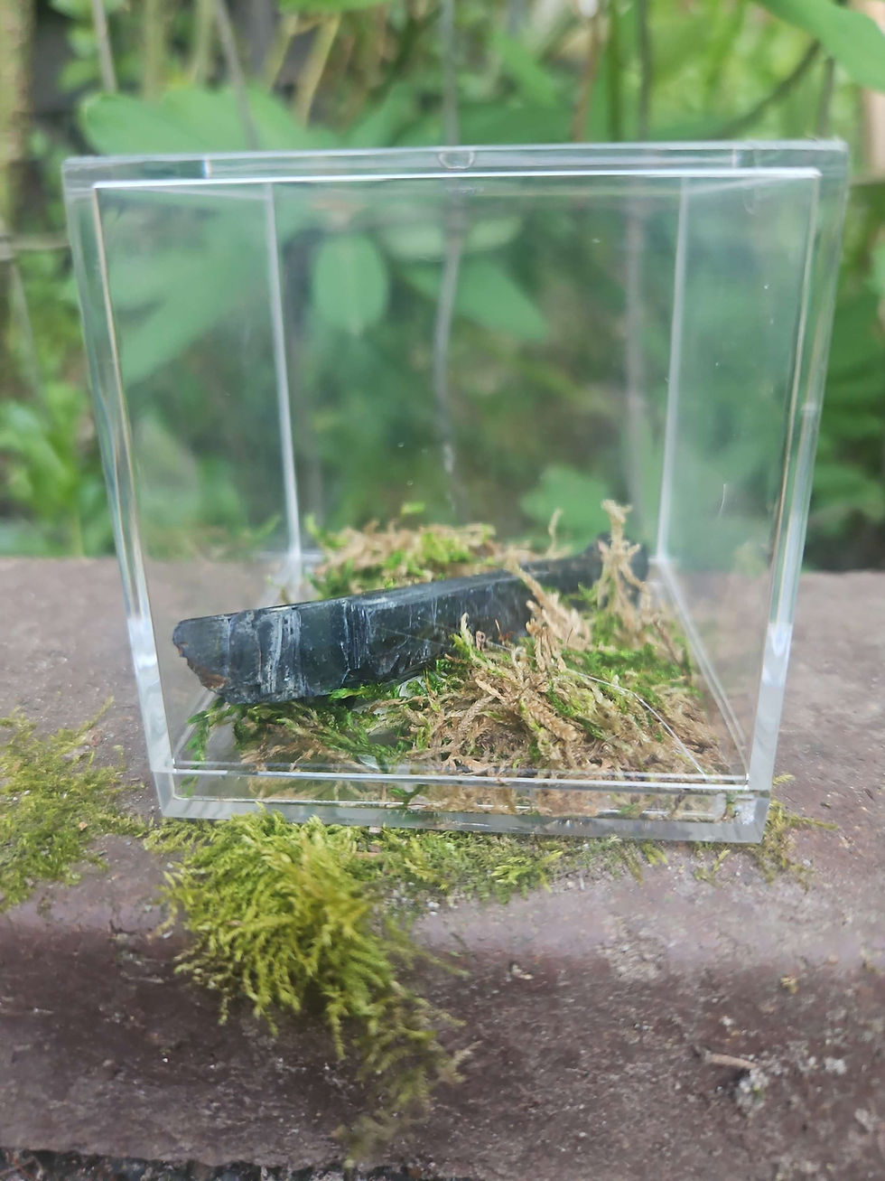 Vivianite specimen in clear box on moss