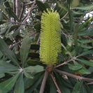 Banksia integrifolia.PNG