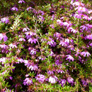 Bauera rubioides.PNG