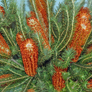 Banksia ericifolia.PNG