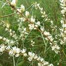 Hakea teretifolia.PNG