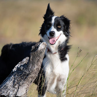 Border Collie Dog sits on hill, pet portrait. Blue Space Art, Ballina Photographer, Christine Turner.