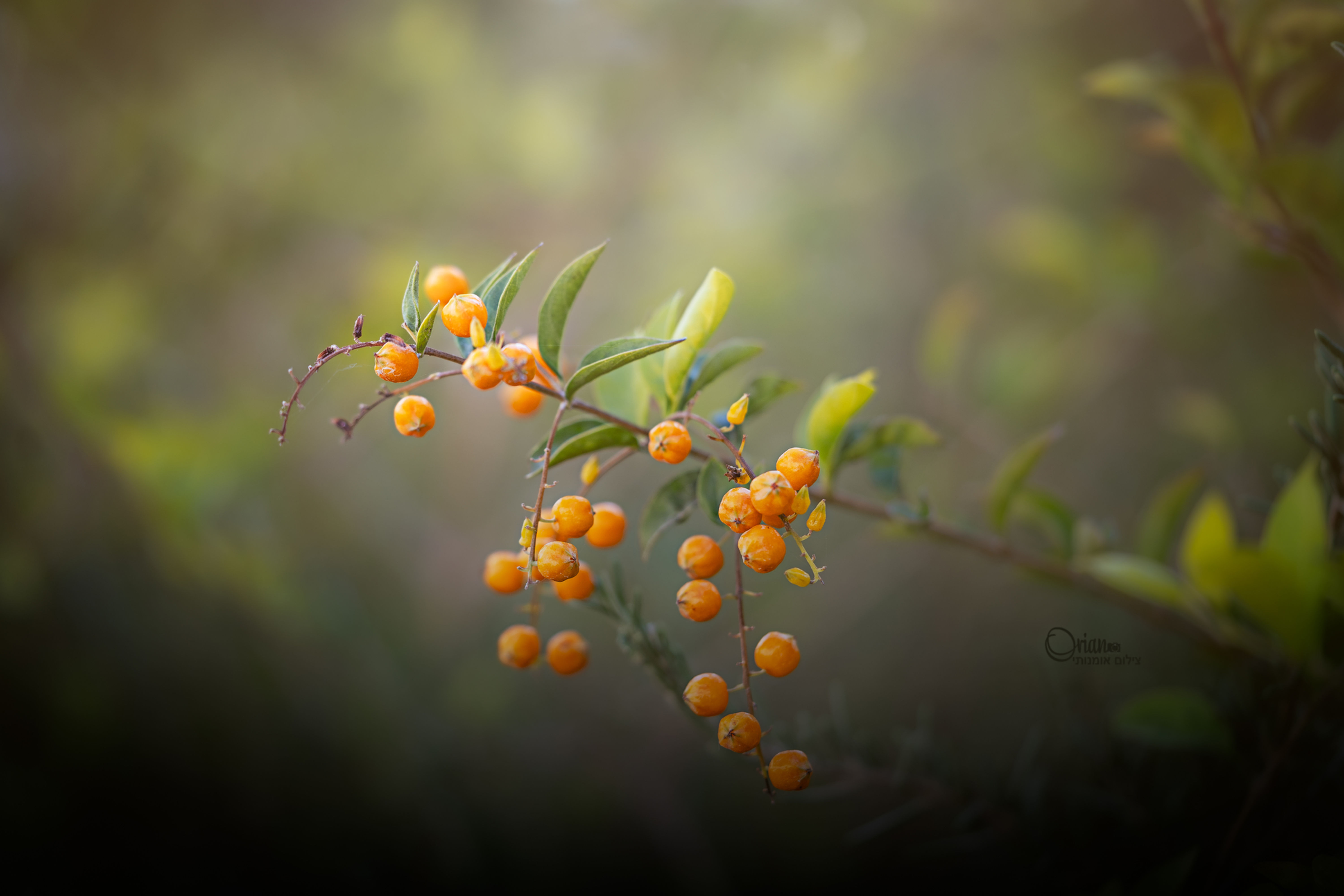 כתום של תקווה
