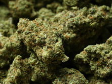 Trump reclassifies state-licensed medical marijuana as a less-dangerous drug in a historic shift