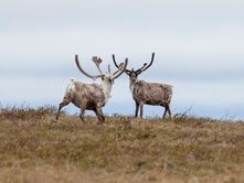 Federal government appeals decision that blocked oil drilling in Alaska caribou protection area