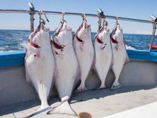 Put an end to unsustainable management of halibut