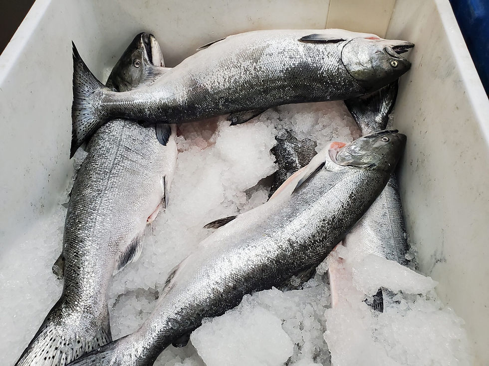 Whole troll-caught king salmon offered for sale is seen on June 23, 2025, at New Sagaya Market in Anchorage. (Yereth Rosen/Alaska Beacon)