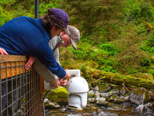 Wrangell students help bring Anan bear cams online for third summer