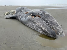 Environmental groups take steps to sue to compel new protections for gray whales