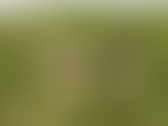 Kodiak woman cited for illegal snipe hunt due to misleading Google AI instructions