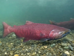 Gulf of Alaska king salmon are not endangered species, federal government concludes
