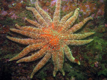Lawsuit aims to put sunflower sea stars on endangered species list