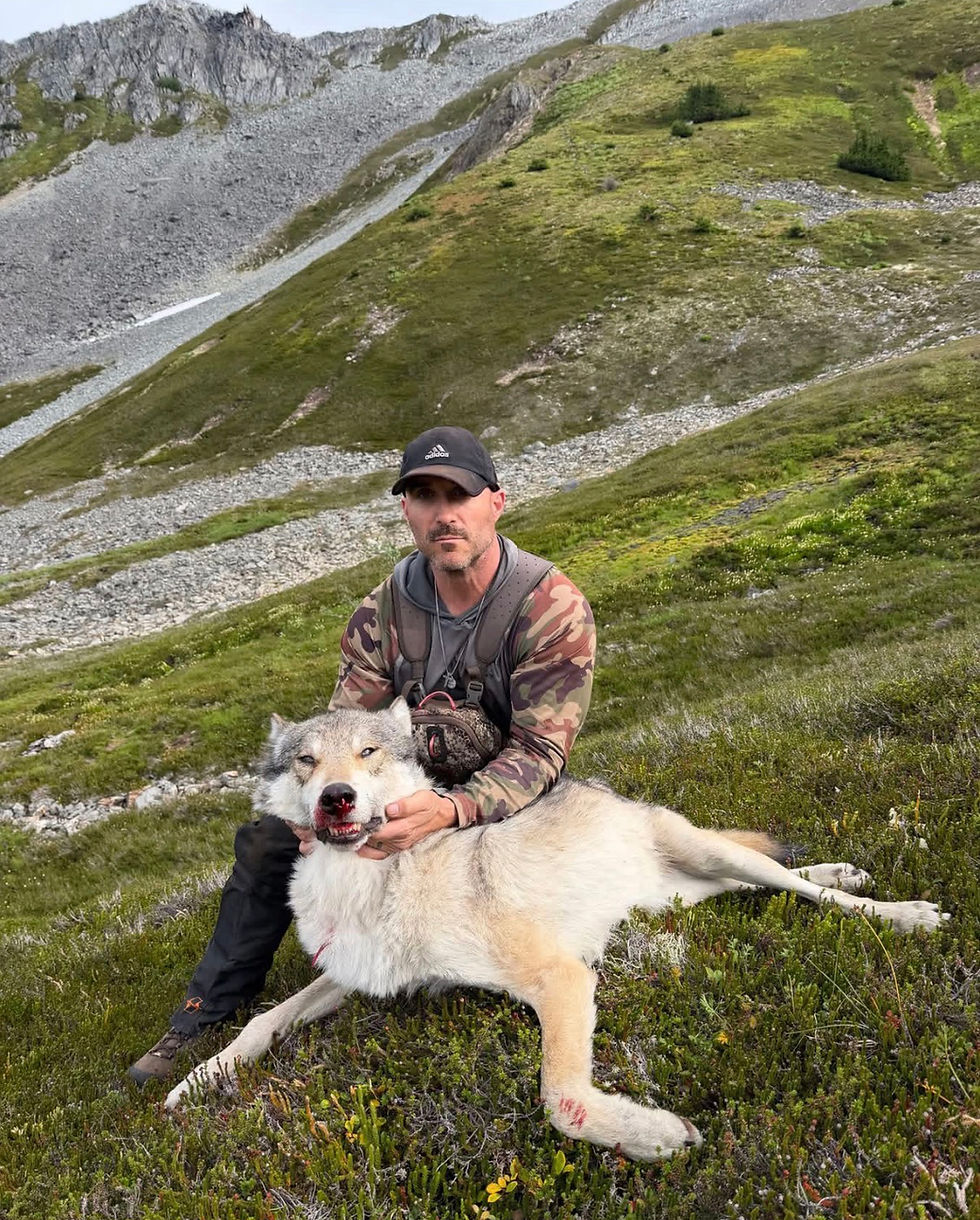 Wolf pack’s bold approach baffles biologists, hunters near Haines