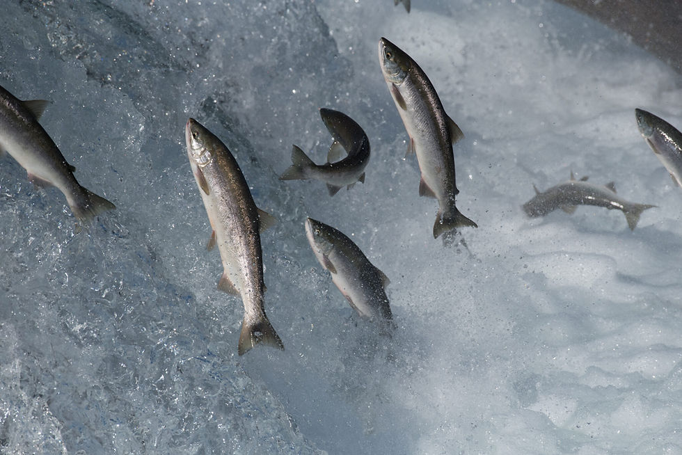 Salmon returning from the ocean attempt to jump Brooks Falls in Katmai National Park and Preserve's Brooks River on July 12, 2018. Alaska's commercial salmon harvest this year was nearly twice as big as last year's small harvest. (Russ Taylor/National Park Service)