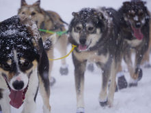 Partnership launched to bring veterinary care to rural Alaska