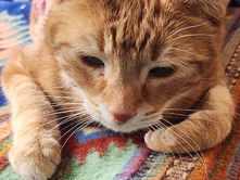 On The Trails: Whiskers on mammals