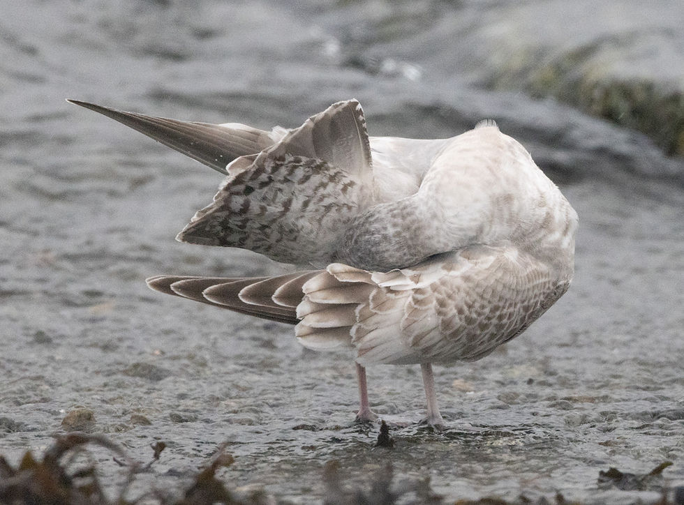 American populations of the Mew Gull have been renamed as the Short-billed gull. Here's one preening. (Matt Goff Sitka Nature photo)