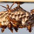 On The Trails: Wasps