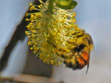 On The Trails: Bumblebee queens