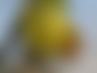 On The Trails: Bumblebee queens