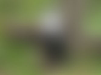 Abandon new Tongass management plan? Timber says yes, tribes say no ahead of meetings next week