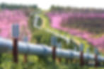 Fireweed blooms on either side of the trans-Alaska pipeline near mile post 86, Dalton Highway in 2006, two years after the 2004 Dall City fire. (Craig McCaa/BLM Alaska)