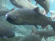 Bering Sea heatwave cited as trigger for nosedive in Yukon River Chinook salmon